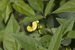 Hairy cowpea